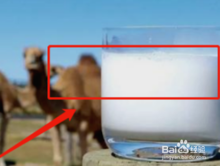 驼奶怎么喝最有效?