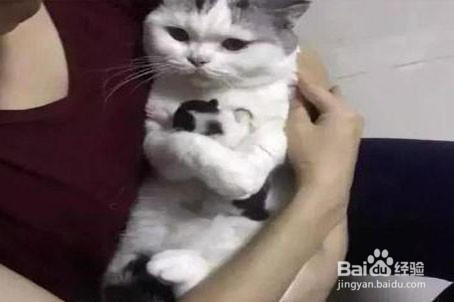 怎么让猫喜欢你粘着你