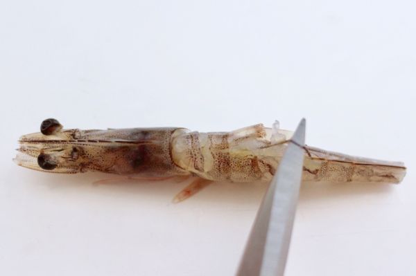 蒜末粉丝蒸好虾