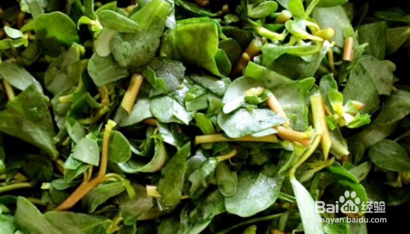 马齿苋素馅怎么做好吃