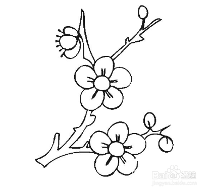 冬天腊梅简笔画