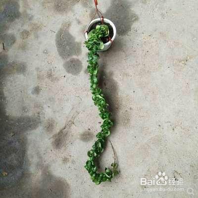 教你养卷叶球兰