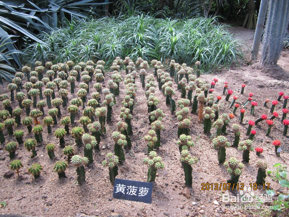 教你认识仙人掌：[3]仙人掌品种大全3