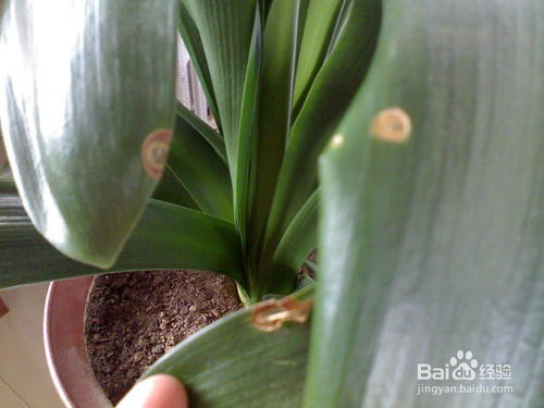 君子兰黄斑病怎么处理