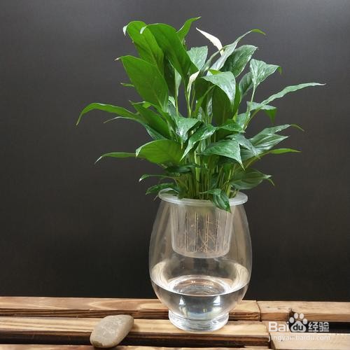 一帆风顺怎么水养