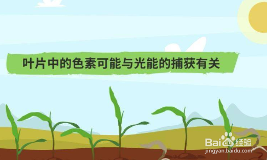 绿叶中色素的作用