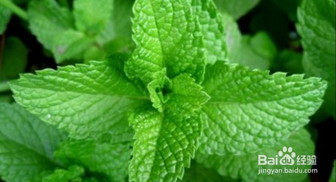 薄荷精油的功效与作用及副作用