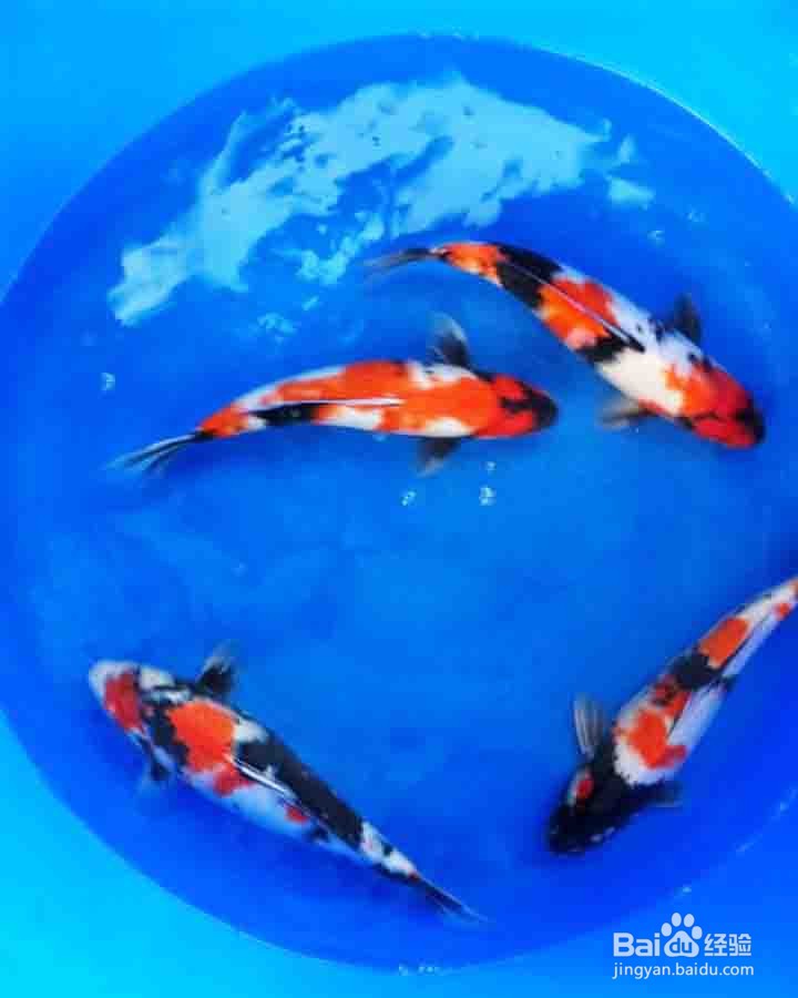 锦鲤的品种图解