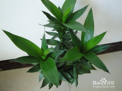 水培富贵竹要领