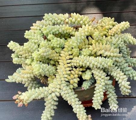 玉缀怎么养爆盆