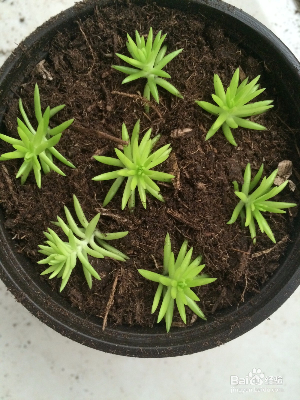家庭种植扩繁佛甲草