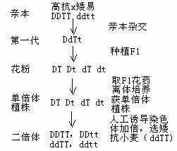 生物育种有哪些？