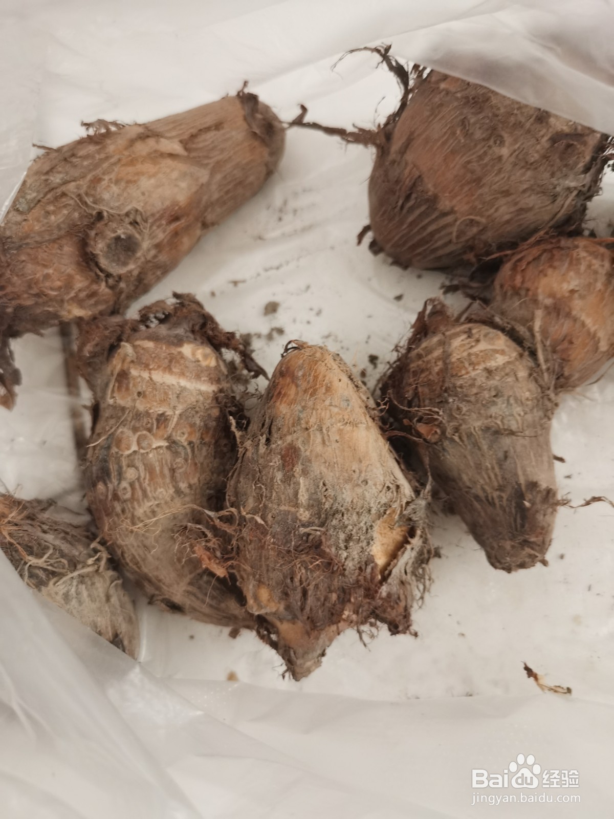怎么做剁椒芋头？