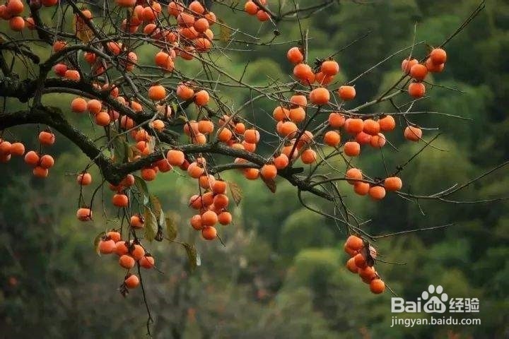 怎样挑选柿子？