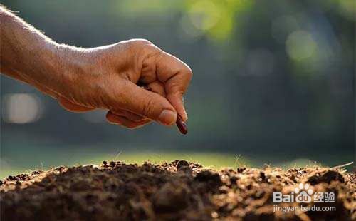 黄瓜白粉病的原因及防治方法