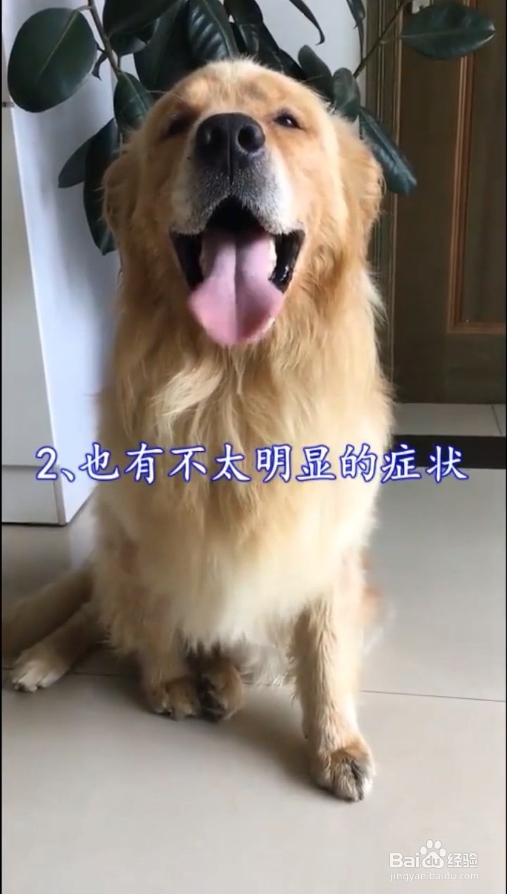 如何判定狗狗出现关节炎