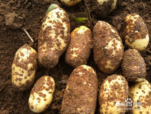 怎样预防土豆根结线虫