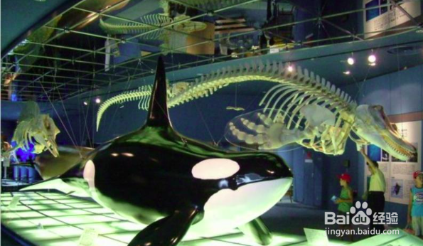 青岛水族馆怎么游玩