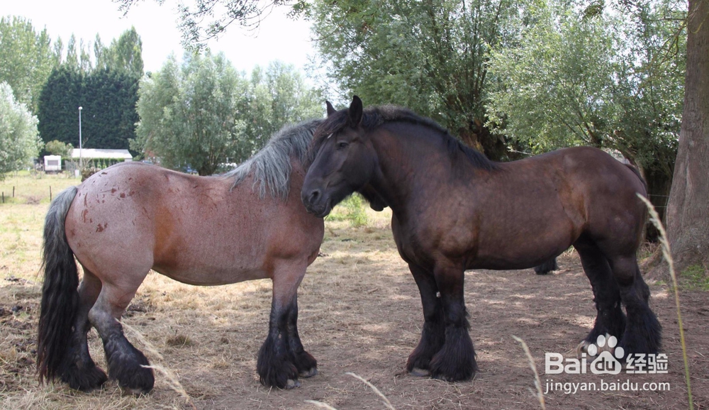 如何在饲养界致富