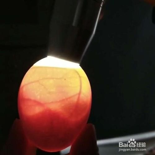 手电筒怎么照种鸡蛋？怎么知道胚胎发育正常否？