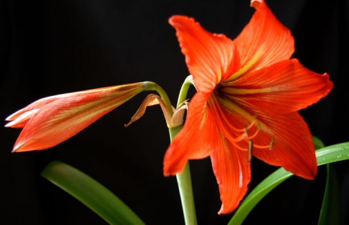 朱顶红对猫有害吗