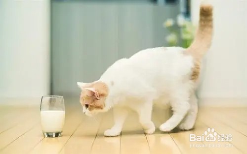 猫咪可以喝牛奶吗