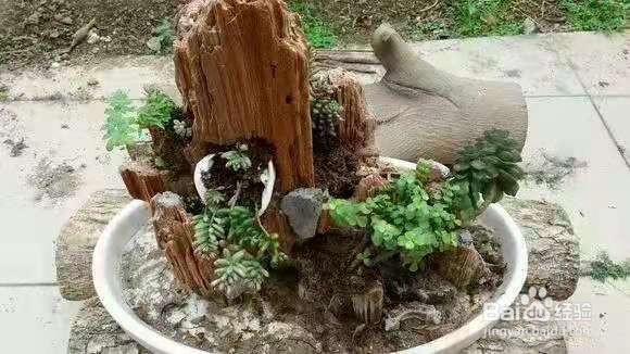 垃圾桶里一堆“贵货”花，丢人也要捡