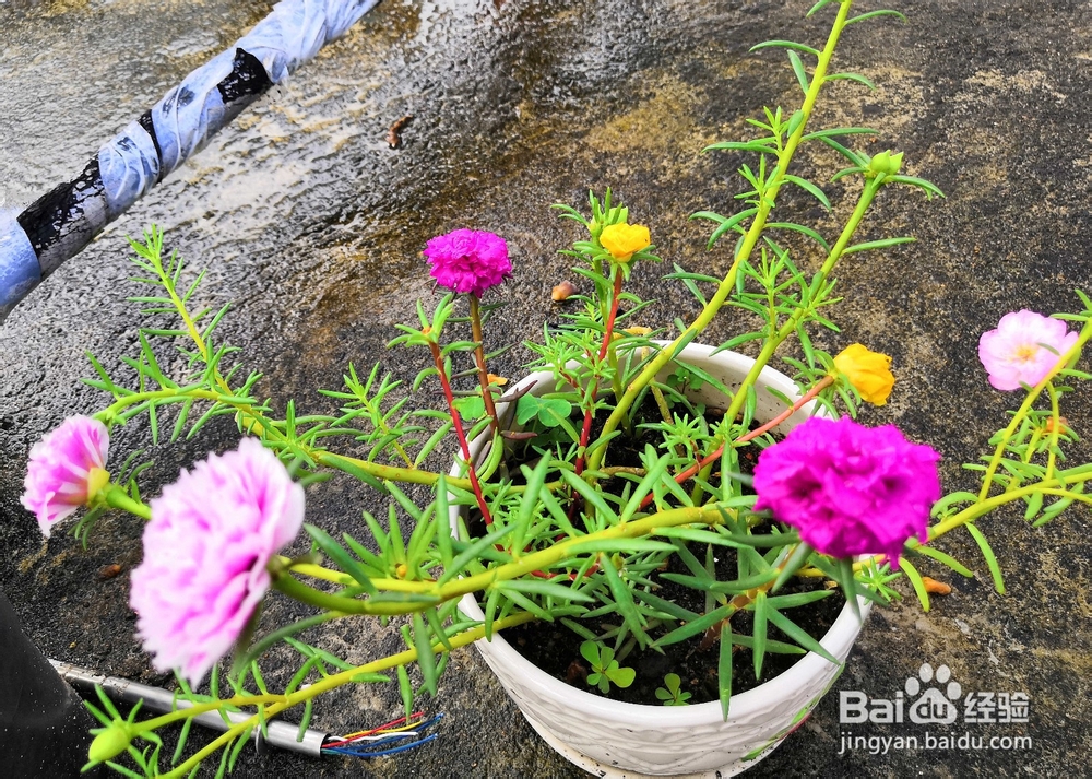 把太阳花种到爆盆