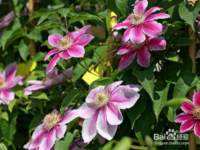 铁线莲用什么办法可以养殖好？