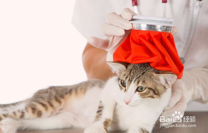三个月小猫感冒了怎么办