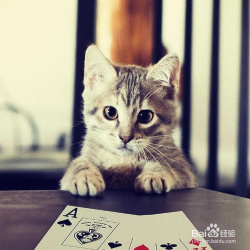管住很皮的猫咪有哪些方法