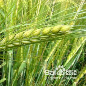 油脂型体质者减肥必选4大食物