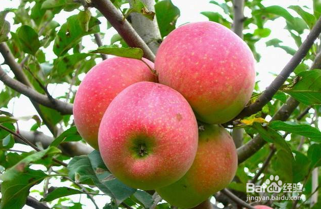 <b>苹果怎么食用最大程度保留营养成分</b>