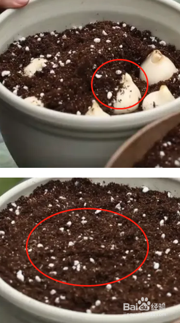 郁金香种植方法图解