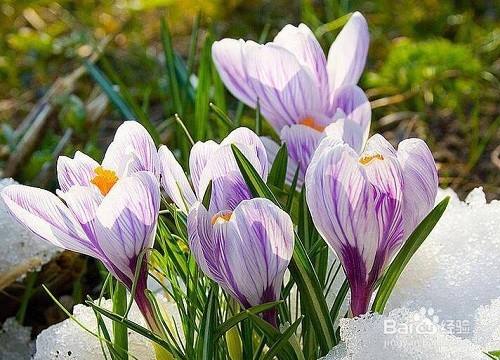 藏红花的种植方法和时间（藏红花种植方法与时间）