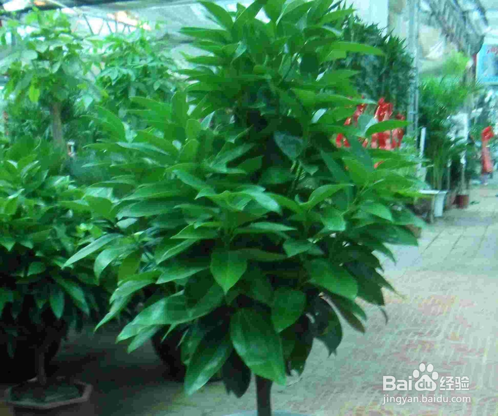 平安树冬季如何养殖