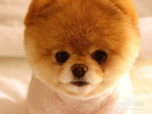 狗狗不能吃哪些东西？