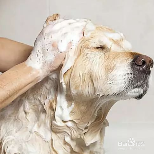 给狗狗洗澡,怎样才能洗的更干净?