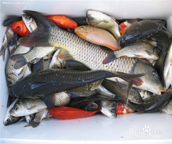 午餐吃哪些食物才算健康的饮食