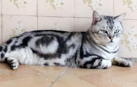 猫咪老叫怎么办?