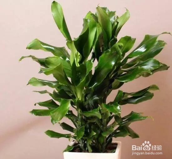 螺纹铁的养殖方法和注意事项