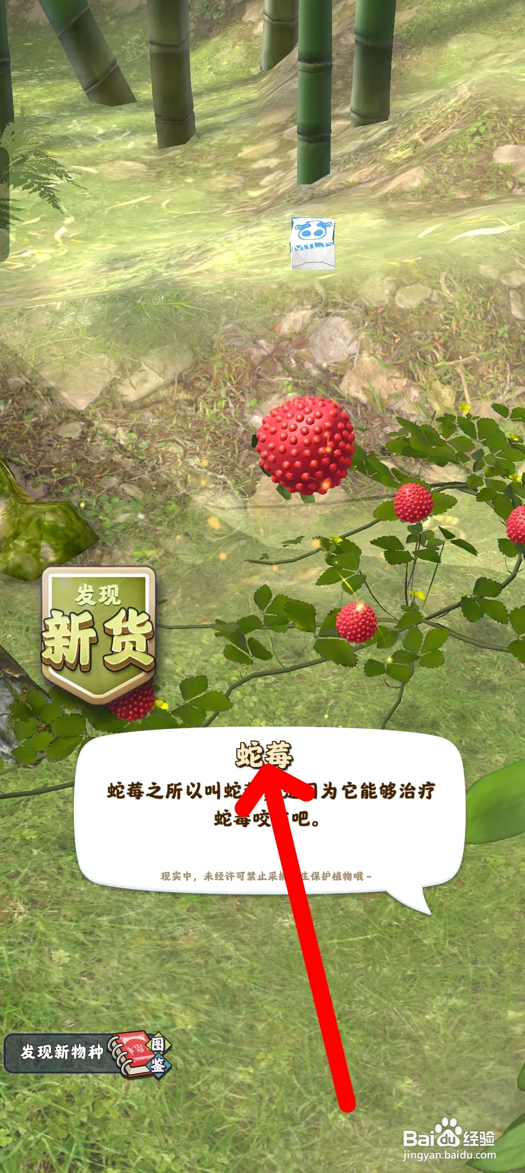 夺笋高手如何采摘野果蛇莓