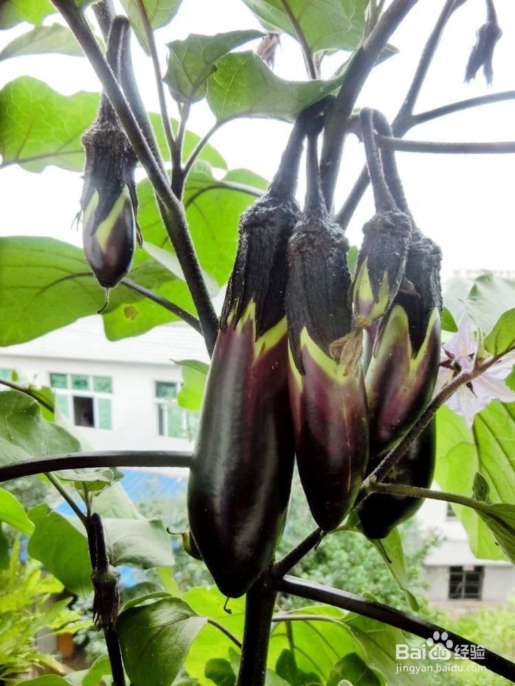 家里怎么种茄子