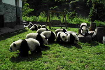 怎么去上海野生动物园