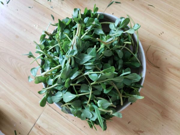 野味小菜凉拌马齿苋