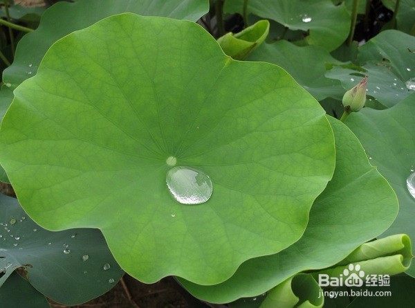 夏季防暑小妙招——吃这物竟可清热解毒防暑