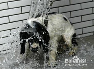 十大妙招搞定吉娃娃饲养