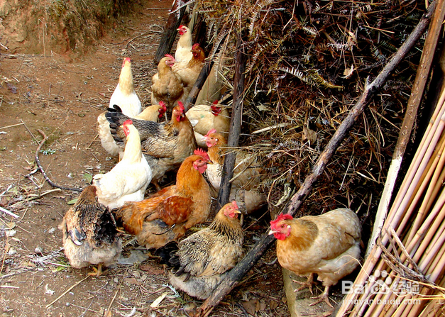过年如何选择活鸡