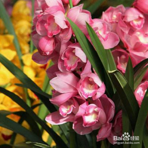 怎样解决大花蕙兰叶子发黄的问题?