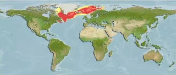 香煎大西洋红鱼片